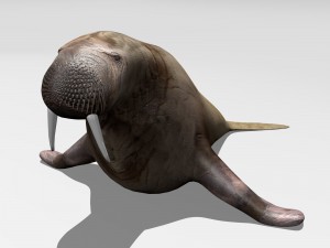 walrus 3D Model