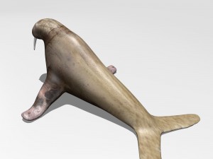 walrus Model 3D