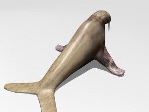 walrus Model 3D