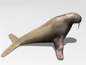 walrus Model 3D