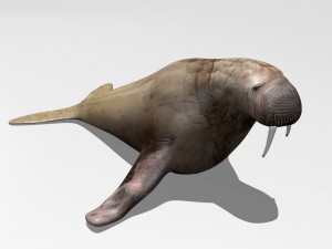 walrus Model 3D