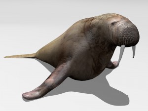 walrus Model 3D