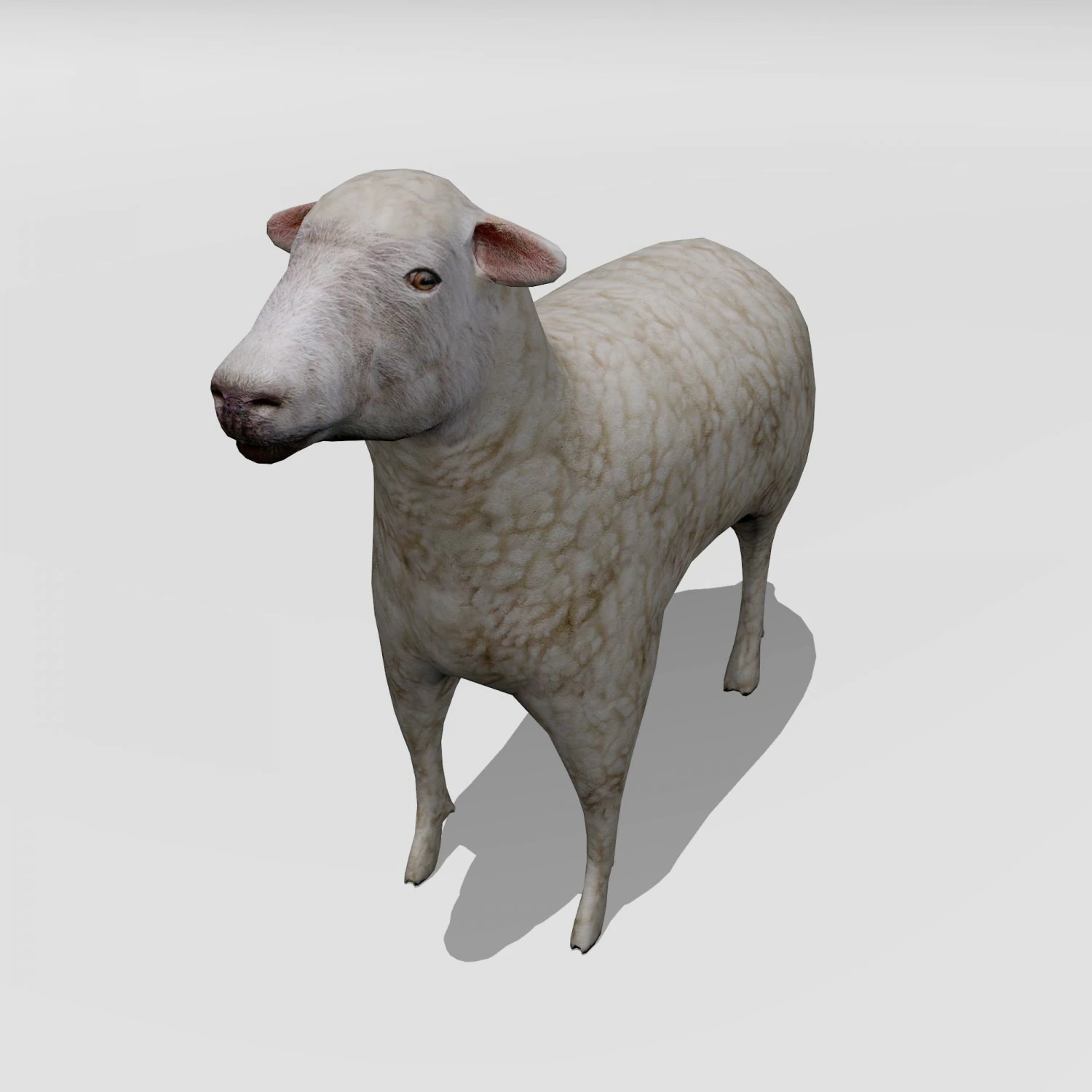 lamb 3D Model .c4d .max .obj .3ds .fbx .stl .blend 