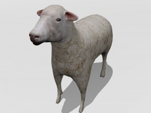 lamb 3D Model