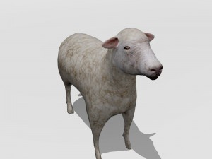 lamb 3D मॉडल