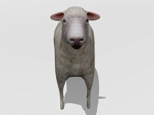 lamb 3D मॉडल