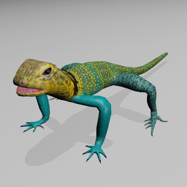 collared lizard Modelo 3D .c4d .max .obj .3ds .fbx .stl .blend 
