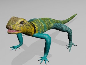 collared lizard 3D Model