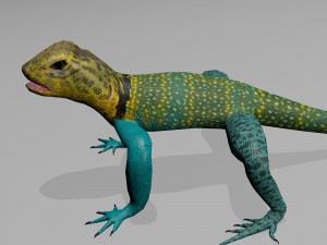 collared lizard Modelo 3D