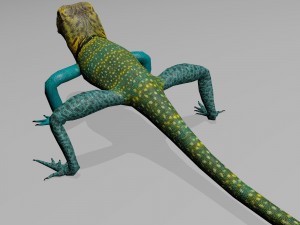 collared lizard Modelo 3D