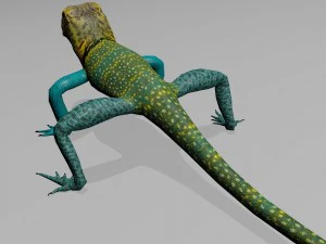 collared lizard 3D Model