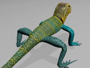 collared lizard Modelo 3D