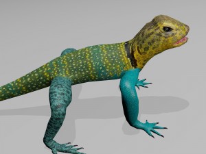 collared lizard Modelo 3D