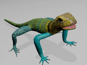 collared lizard Modelo 3D