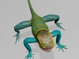 collared lizard 3D Model