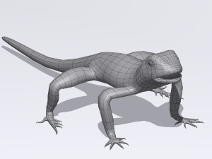 collared lizard Modelo 3D