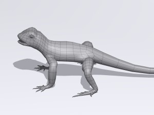 collared lizard Modelo 3D