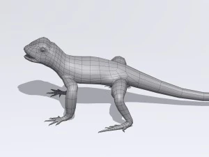 collared lizard 3D Model