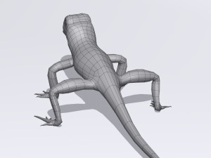 collared lizard Modelo 3D