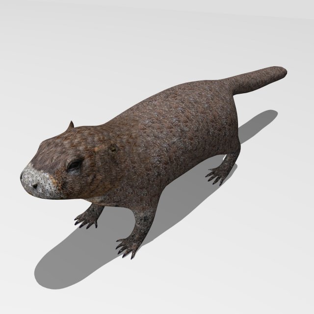 marmot Model 3D .c4d .max .obj .3ds .fbx .stl .blend 