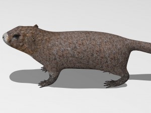 marmot Model 3D