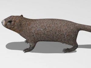 marmot 3D Model