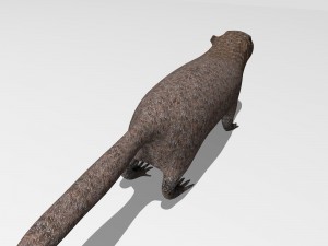 marmot Model 3D