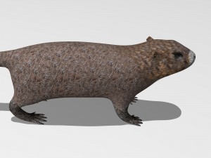 marmot Model 3D
