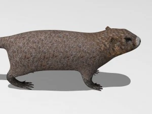 marmot 3D Model