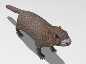 marmot Model 3D
