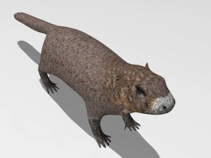 marmot 3D Model