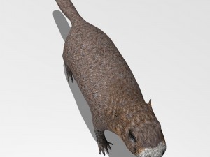 marmot Model 3D