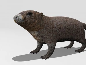 marmot 3D Model