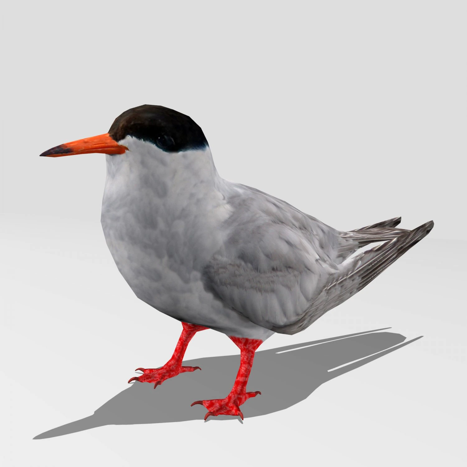 common tern 3D Model .c4d .max .obj .3ds .fbx .stl .blend 