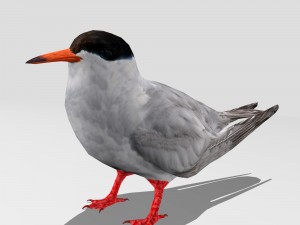 common tern 3D मॉडल
