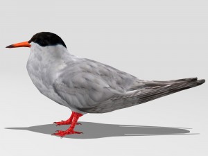 common tern Modèle 3D