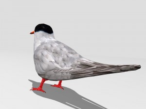 common tern Modèle 3D
