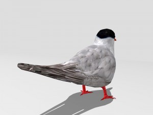 common tern Modèle 3D