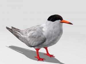 common tern Modèle 3D