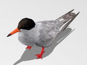 common tern Modèle 3D