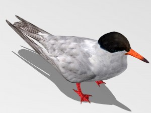 common tern Modèle 3D