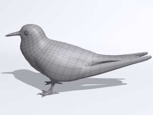 common tern Modèle 3D