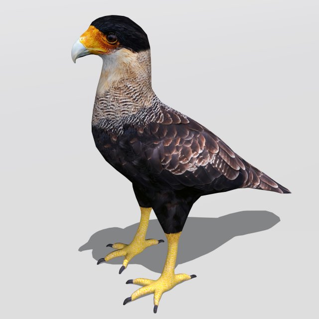 crested caracara 3D Model .c4d .max .obj .3ds .fbx .stl .blend 
