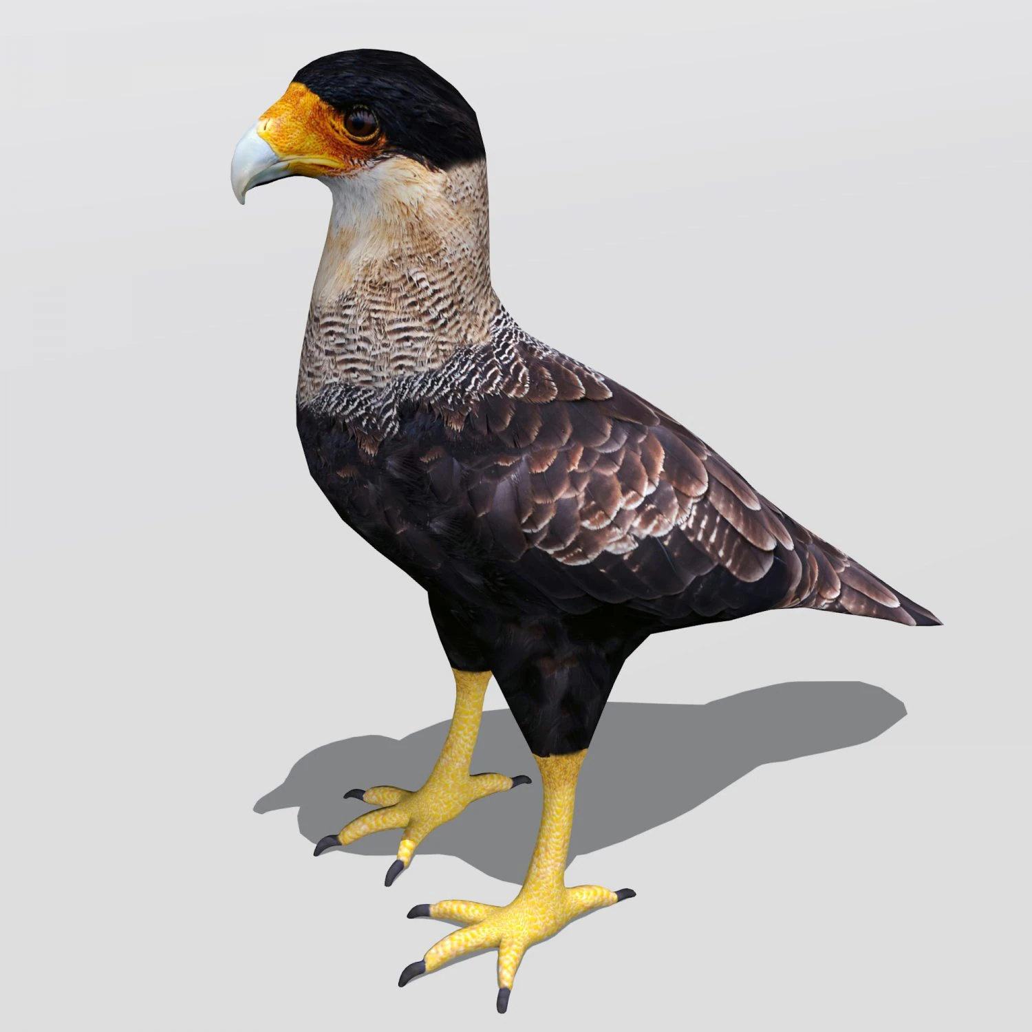 caracara crestada Modelo 3D .c4d .max .obj .3ds .fbx .stl .blend 
