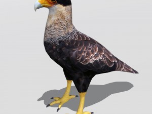 crested caracara 3D मॉडल