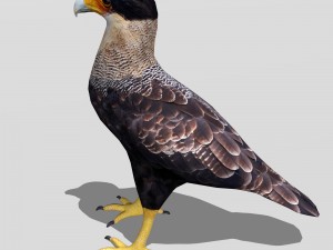 crested caracara 3D Model