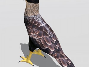 crested caracara 3D Model
