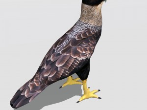 crested caracara 3D Model