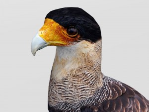 crested caracara 3D Model