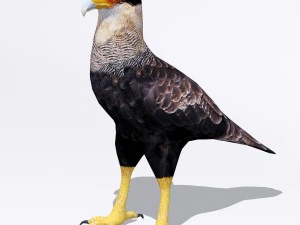 caracara crestada Modelo 3D
